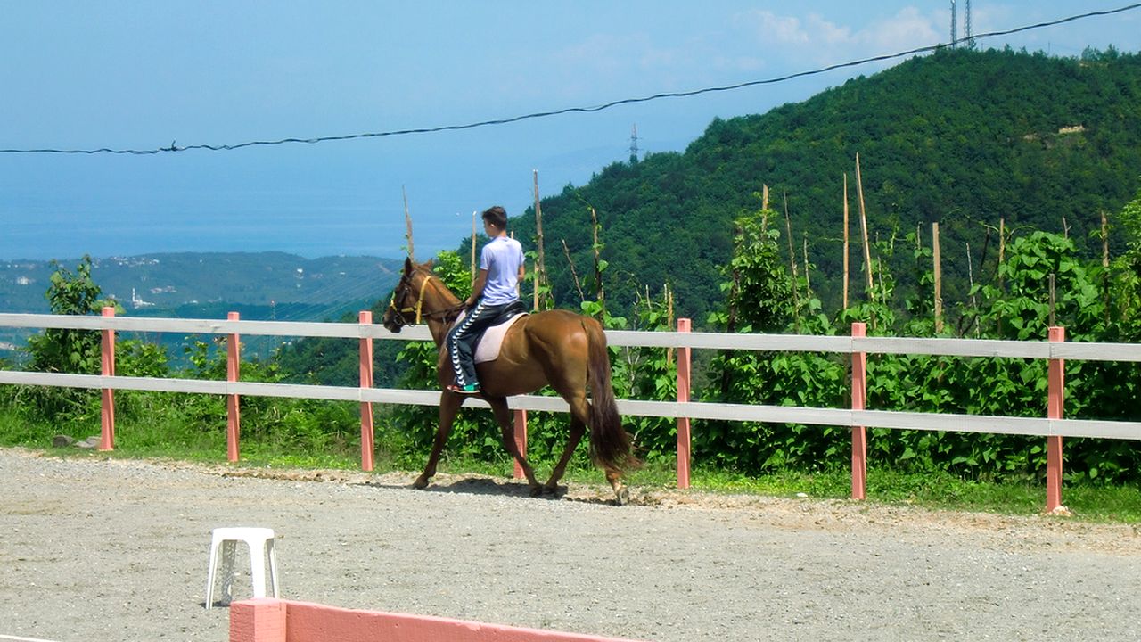 مزرعة الخيول | أوزنجول